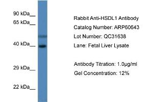 Image no. 1 for anti-Hydroxysteroid Dehydrogenase Like 1 (HSDL1) (C-Term) antibody (ABIN2788523)