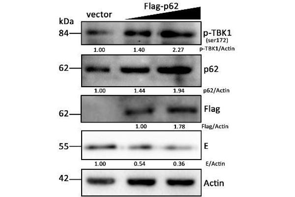 anti-TANK-Binding Kinase 1 (TBK1) (pSer172) antibody
