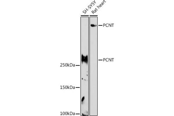 PCNT antibody