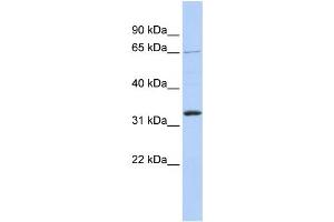 Image no. 1 for anti-Grainyhead-Like 2 (GRHL2) antibody (ABIN2458424)