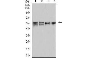 Image no. 7 for anti-CD2 (CD2) (AA 25-140) antibody (ABIN5542297)