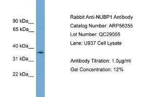 Image no. 2 for anti-Nucleotide Binding Protein 1 (NUBP1) (N-Term) antibody (ABIN2774143)