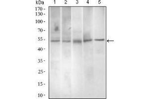 Paired Box 3 antibody  (AA 142-203)