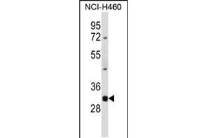 Image no. 1 for anti-Deoxyribonuclease I-Like 3 (DNASE1L3) (AA 14-43), (N-Term) antibody (ABIN5535170)