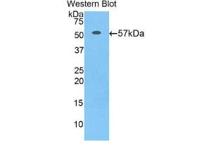 CUZD1 Antikörper  (AA 257-517)