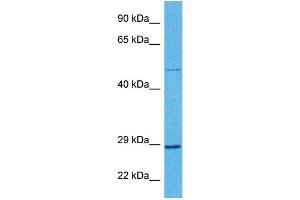 Image no. 7 for anti-Brain-Derived Neurotrophic Factor (BDNF) (Middle Region) antibody (ABIN2777093)
