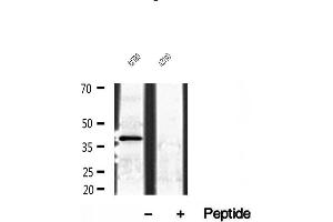 anti-NDE1 (NDE1) (N-Term) antibody