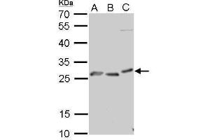 Image no. 2 for anti-Prion Protein (PRNP) (Center) antibody (ABIN2854915)