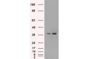 Image no. 3 for anti-Mitogen-Activated Protein Kinase 1 (MAPK1) antibody (ABIN2720486)