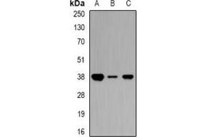 Image no. 2 for anti-Cytosolic Iron-Sulfur Protein Assembly 1 (CIAO1) antibody (ABIN2966525)