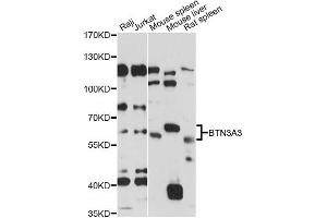 BTN3A3 Antikörper