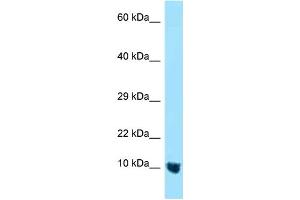 Image no. 2 for anti-C-X(9)-C Motif Containing 4 Homolog (CMC4) (N-Term) antibody (ABIN2777169)