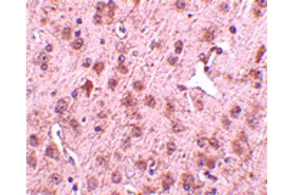 NIPSNAP3A antibody  (Internal Region)