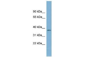 Image no. 1 for anti-Nucleotide Binding Protein 1 (NUBP1) (Middle Region) antibody (ABIN928844)
