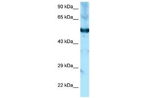 Image no. 1 for anti-Sedoheptulokinase (SHPK) (C-Term) antibody (ABIN2785957)