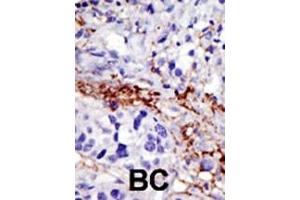 USP21 anticorps  (C-Term)