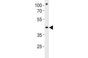 Image no. 1 for anti-POU Class 3 Homeobox 3 (POU3F3) (AA 381-407) antibody (ABIN3028939)