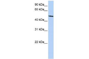 Image no. 1 for anti-Sialic Acid Binding Ig-Like Lectin 6 (SIGLEC6) (C-Term) antibody (ABIN634758)