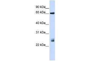 Image no. 2 for anti-Tripartite Motif Containing 8 (TRIM8) (N-Term) antibody (ABIN2778368)