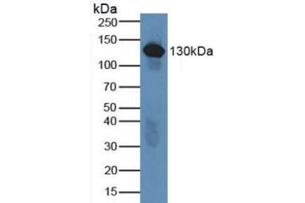 C6 anticorps  (AA 682-934)