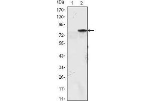 Image no. 1 for anti-Myogenic Differentiation 1 (MYOD1) antibody (ABIN969305)
