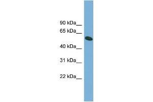 Image no. 2 for anti-OMA1 Zinc Metallopeptidase Homolog (OMA1) (Middle Region) antibody (ABIN2785108)
