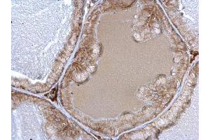 IHC-P Image alpha 1a Adrenergic Receptor antibody detects alpha 1a Adrenergic Receptor protein at cytosol on mouse prostate by immunohistochemical analysis.