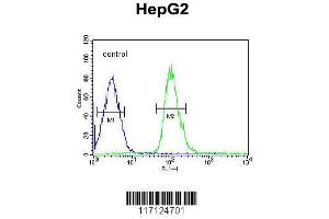 Image no. 1 for anti-Dual Specificity Phosphatase 2 (DUSP2) (AA 262-290), (C-Term) antibody (ABIN653027)