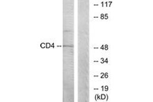 Image no. 1 for anti-CD4 (CD4) (AA 401-450) antibody (ABIN1532559)