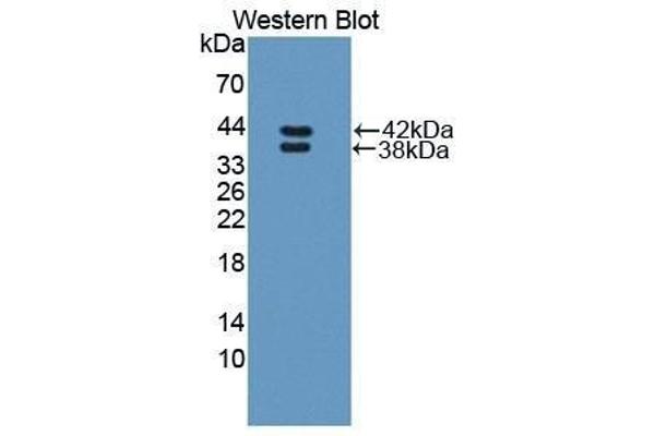 anti-Resistin Like beta (RETNLB) (AA 24-111) antibody