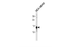 Image no. 1 for anti-Tumor Protein D52-Like 3 (TPD52L3) (AA 10-38), (N-Term) antibody (ABIN1881899)