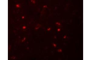 Immunofluorescence (IF) image for anti-NLR Family, Pyrin Domain Containing 6 (NLRP6) (N-Term) antibody (ABIN1031471)