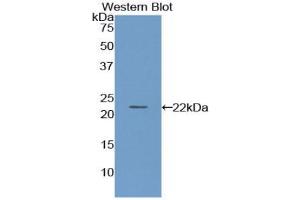 PON1 ELISA Kit