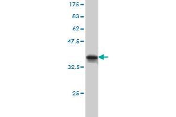 MARK2 antibody  (AA 401-500)