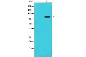 Image no. 5 for anti-Signal Transducer and Activator of Transcription 1, 91kDa (STAT1) (pSer727) antibody (ABIN6256410)