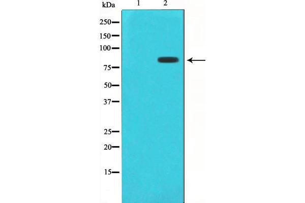 STAT1 antibody  (pSer727)