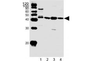 Image no. 2 for anti-Sphingosine Kinase 1 (SPHK1) (AA 59-89) antibody (ABIN3032711)