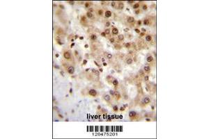 Image no. 3 for anti-Immediate Early Response 3 (IER3) (AA 38-65), (N-Term) antibody (ABIN655735)