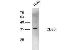 CD86 Antikörper  (AA 140-175)