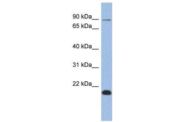 anti-Transcription Elongation Factor B Polypeptide 3B (Elongin A2) (TCEB3B) (Middle Region) antibody