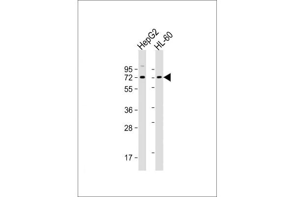 PIAS3 antibody  (N-Term)