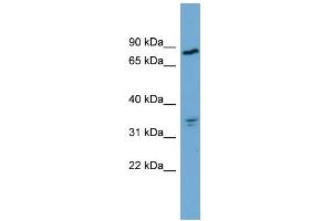 Image no. 1 for anti-N-Acylaminoacyl-Peptide Hydrolase (APEH) (Middle Region) antibody (ABIN2783265)
