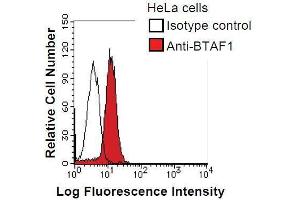 anti-TBP-Associated Factor 172 (BTAF1) antibody