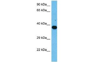 Image no. 2 for anti-Nuclear Factor of kappa Light Polypeptide Gene Enhancer in B-Cells Inhibitor, epsilon (NFKBIE) (Middle Region) antibody (ABIN2780607)