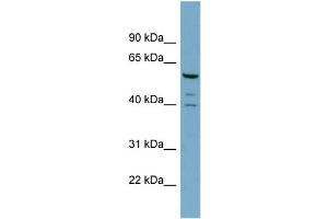 Image no. 1 for anti-RAB Guanine Nucleotide Exchange Factor (GEF) 1 (RABGEF1) (N-Term) antibody (ABIN2786039)