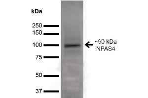 Image no. 1 for anti-Neuronal PAS Domain Protein 4 (NPAS4) (AA 597-802) antibody (HRP) (ABIN2485819)