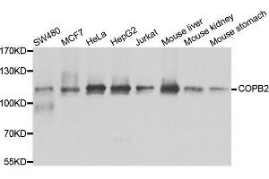 Image no. 3 for anti-Coatomer Protein Complex, Subunit beta 2 (COPB2) antibody (ABIN6138871)