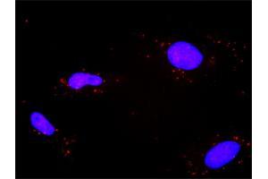 Image no. 2 for anti-Protein Phosphatase 2, Regulatory Subunit A, alpha (PPP2R1A) (AA 1-589) antibody (ABIN519115)