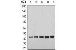 Image no. 2 for anti-Myostatin (MSTN) (full length) antibody (ABIN6043696)