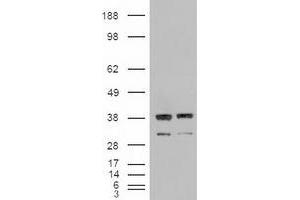 Image no. 6 for anti-Neurotrophin 3 (NTF3) (AA 139-257) antibody (ABIN1490920)